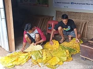 Warga Blitar Raup Untung Puluhan Juta Rupiah Berkat Daun Talas