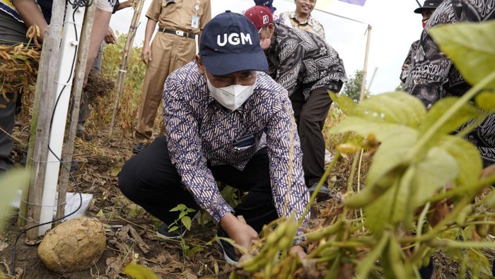 Fakultas Pertanian Universitas Gadjah Mada (UGM) mengembangkan program Smart Agricultural Enterprise (SAE) di Kabupaten Bantul, Senin (4/3/2022).