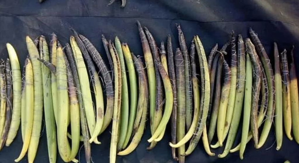 Vanilla Ripeness (Tangkapan layar IG desa_ekspor_indonesia)