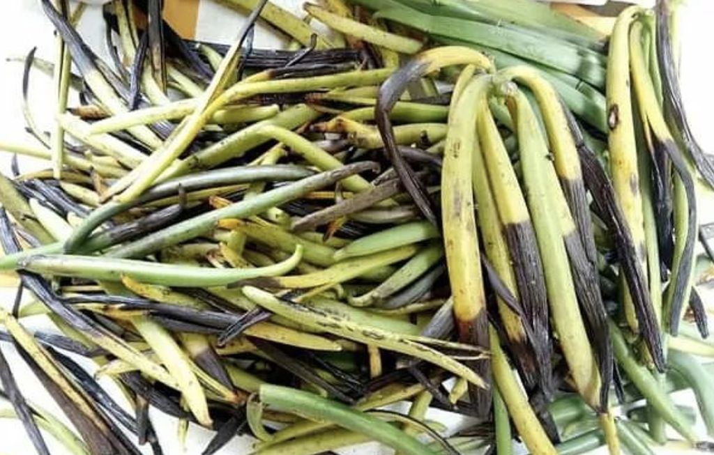 Vanilla Ripeness (Tangkapan layar IG desa_ekspor_indonesia)