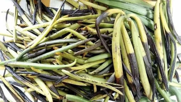 Vanilla Ripeness (Tangkapan layar IG desa_ekspor_indonesia)
