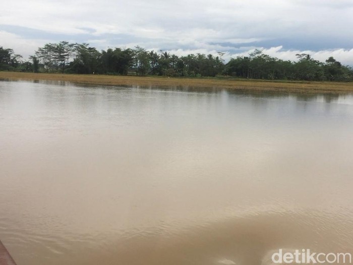 Area sawah seluas 91 hektare di Purbalingga kebanjiran, Selasa (15/3/2022).