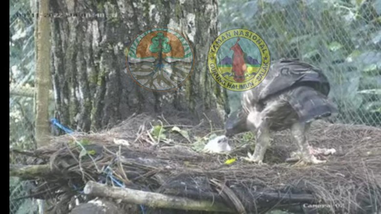 Bayi elang jawa lahir di TN Gunung Halimun Salak.