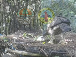 TN Gunung Halimun Salak Kembali Kedatangan Elang Jawa Sang Penerus Takhta