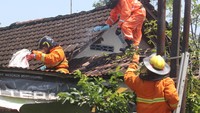 Tawon vespa atau tawon ndas per hari di kawasan permukiman karena meresahkan dan membahayan warga.