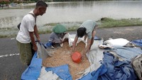 Sejumlah petani mencoba menyelamatkan gabah hasil panen yang terendam banjir di Desa Gebangsari, Tambak, Banyumas, Jateng, Selasa (15/3/2022).