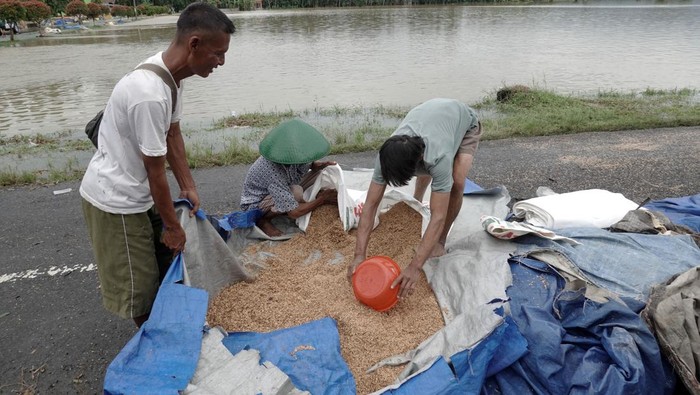GAGAL PANEN PETANI BANYUMAS AKIBAT BANJIR Banjir merendam gabah hasil panen milik petani di Desa Gebangsari, Tambak, Banyumas, Jateng, Selasa (15/3/2022). Sekitar 200 hektare padi siap panen dan 15 ton gabah yang telah dipanen rusak dan hilang terbawa banjir yang menggenangi delapan desa di Kabupaten Banyumas, dan sejumlah wilayah lain di Kabupaten Kebumen. ANTARA FOTO/Idhad Zakaria/nym.