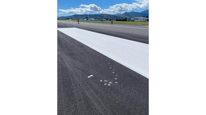 Jejak Burung Camar di Landasan Bandara