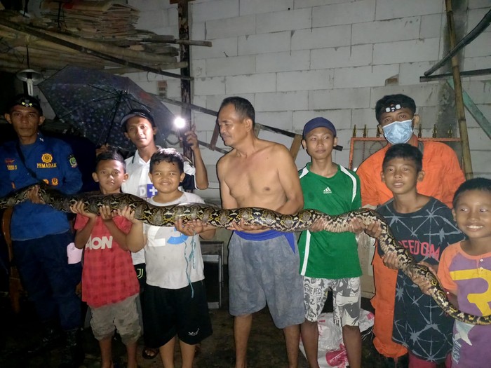 Pemadam Kebakaran (Damkar) Kota Bekasi mengevakuasi tiga ekor ular berjenis kobra dan sanca dalam satu hari dari tiga titik berbeda. (dok Damkar Bekasi Kota)