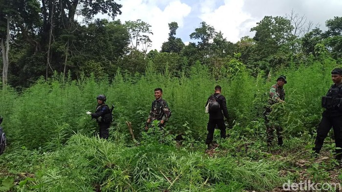 Petugas gabungan musnahkan ladang ganja di Aceh