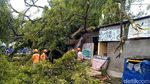 Pohon Separuh Abad di Alun-alun Pekalongan Tumbang