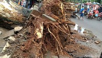 Lurah Kedungwuni Barat, M Shokeh, menambahkan pohon yang tumbang berjenis anglung dan usianya hampir 50 tahun. Menurutnya pohon itu tumbang karena akarnya sudah lapuk.