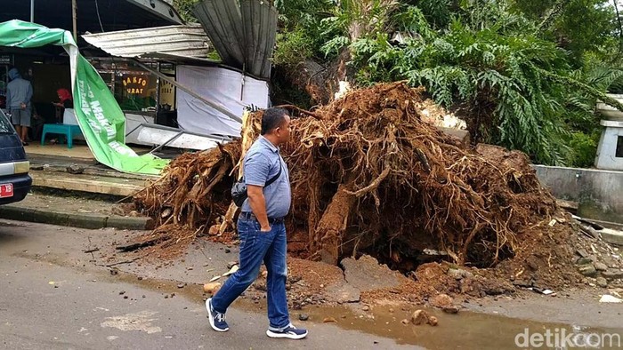 Pohon Berusia 50 Tahun di Pekalongan Tumbang Sebuah pohon anglung berusia 50 tahun di Alun-alun Gemek, Pekalongan, tumbang. Batang pohon besar tersebut menimpa sebuah warung.