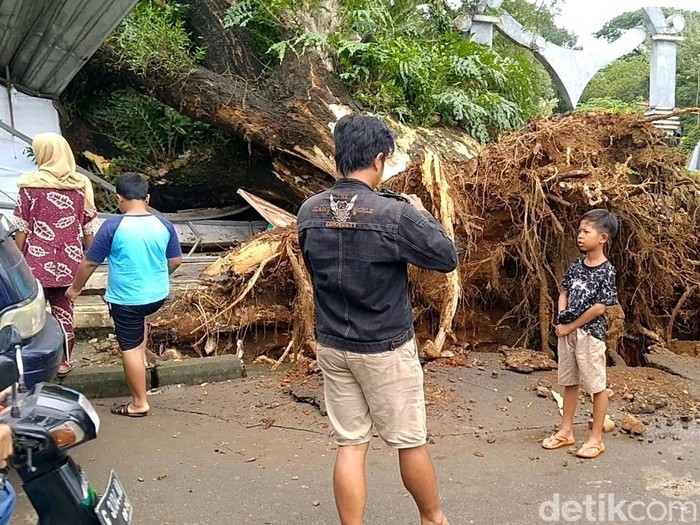 Pohon raksasa tumbang timpa warung di Pekalongan, Selasa (15/3/2022).