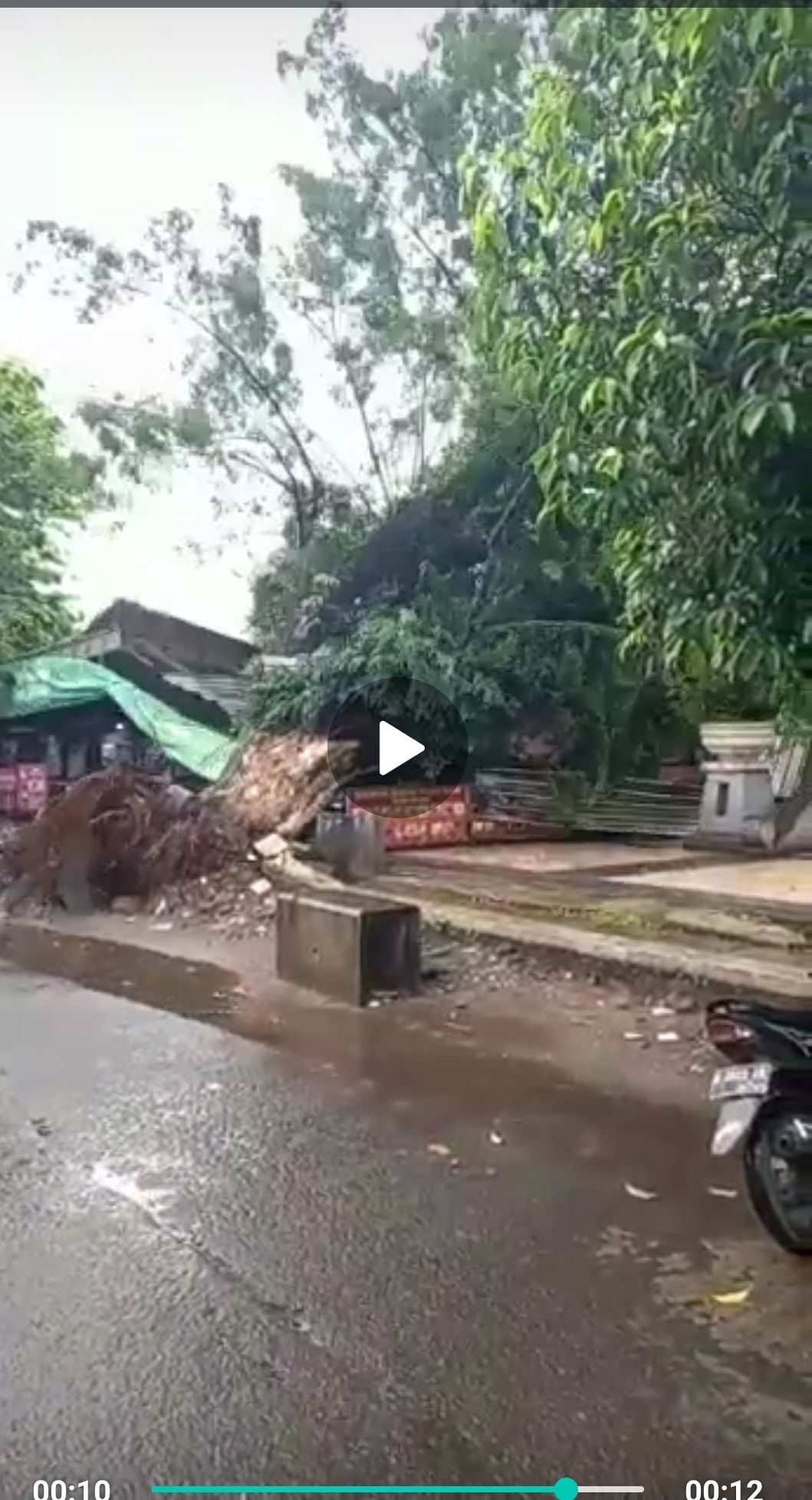 Pohon tumbang di Alun-alun Gemek, Pekalongan, Selasa (15/3/2022).