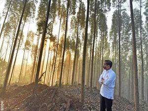 Jokowi Kerahkan 200 Ribu Pekerja untuk Pembangunan IKN