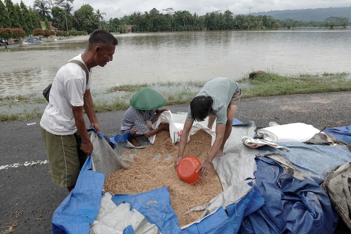 GAGAL PANEN PETANI BANYUMAS AKIBAT BANJIR Banjir merendam gabah hasil panen milik petani di Desa Gebangsari, Tambak, Banyumas, Jateng, Selasa (15/3/2022). Sekitar 200 hektare padi siap panen dan 15 ton gabah yang telah dipanen rusak dan hilang terbawa banjir yang menggenangi delapan desa di Kabupaten Banyumas, dan sejumlah wilayah lain di Kabupaten Kebumen. ANTARA FOTO/Idhad Zakaria/nym.
