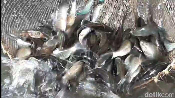 Ikan air tawar di Pasar Kota Tasikmalaya merangkak naik.