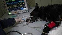 Sebuah klinik dokter hewan di Polandia timur menyiapkan layanan penyelamatan untuk hewan yang terluka akibat perang di Ukraina.
