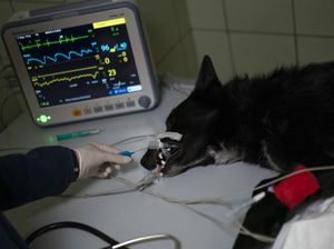 Minimnya Dokter Hewan di Pangandaran