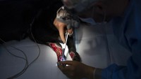 Klinik tersebut menyelamatkan lebih dari 400 hewan dari zona perang.