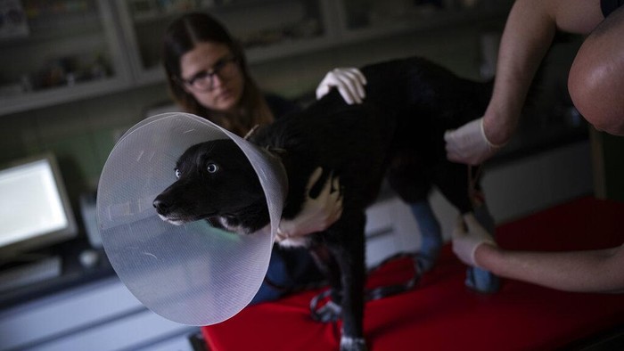 A dog collected in Ukraine is carried after receiving surgery for serious injuries to its hind legs at the Ada veterinarian clinic in Przemysl, Poland, Monday, March 14, 2022. A veterinarian clinic in the eastern Poland has set up a rescue service for the pets left behind in Ukraine during the war. They have already helped rescue more than 400 animals from the war zone. (AP Photo/Daniel Cole)