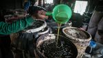 Kreatif, Wong Sragen Olah Biji Kapuk Randu Jadi Minyak Goreng