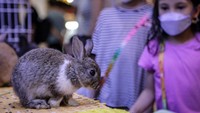 Beragam jenis hewan peliharaan lokal maupun impor dipamerkan dalam pameran bertajuk Pets In The Jungle.