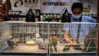 Pengunjung melihat burung Makaw (Ara ararauna) yang dipamerkan di Mal Living World, Alam Sutera, Tangerang Selatan, Banten, Rabu (16/3/2022).