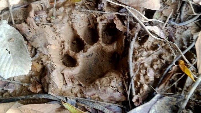 Penemuan jejak harimau di  Desa Lopak Aur, Kecamatan Pemayung, Batang Hari Jambi.