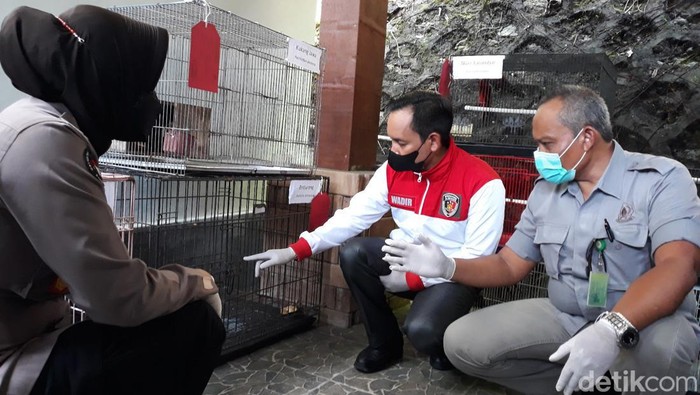 Petugas menunjukkan sejumlah satwa dilindungi yang disita dalam operasi di Yogyakarta.