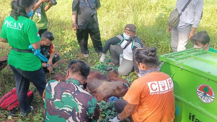 Proses evakuasi orang utan yang muncul di permukiman warga, di Kutim, Kaltim.