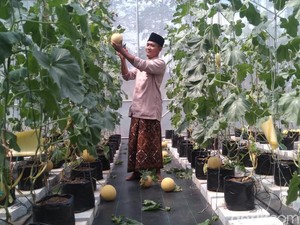 Panen Berlimpah Melon Inthanon di Ponpes Solo