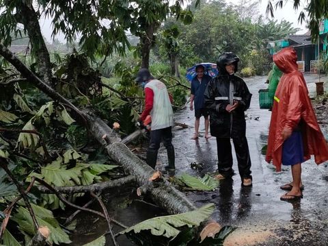 Warga membersihkan pohon yang tumbang akibat terjangan puting beliung di Klaten, Rabu (16/3/2022).