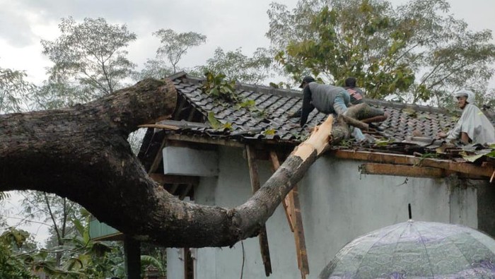 Warga membersihkan pohon yang tumbang akibat terjangan puting beliung di Klaten, Rabu (16/3/2022).