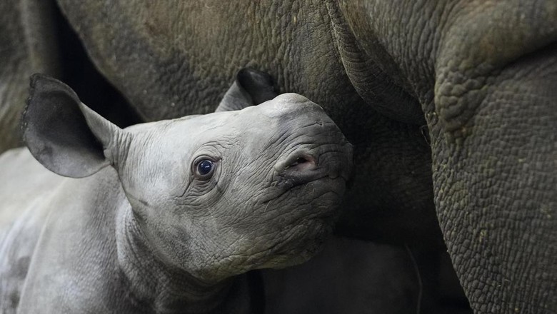 Badak Hitam yang Terancam Punah Lahir di Ceko, Dinamai Kyiv