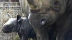 Lucunya Bayi Badak yang Lahir di Ceko, Diberi Nama Kiev
