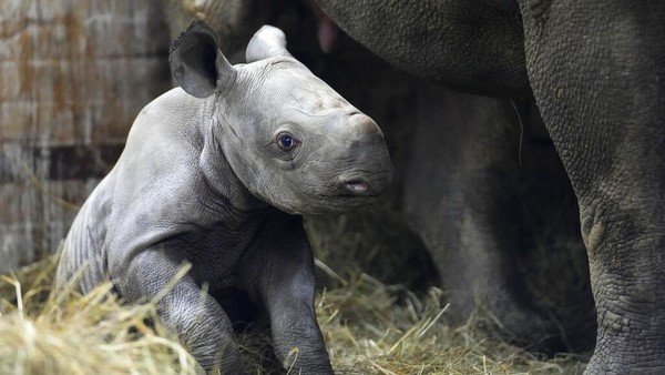 Lucunya Bayi Badak yang Lahir di Ceko, Diberi Nama Kiev