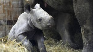 Lucunya Bayi Badak yang Lahir di Ceko, Diberi Nama Kiev