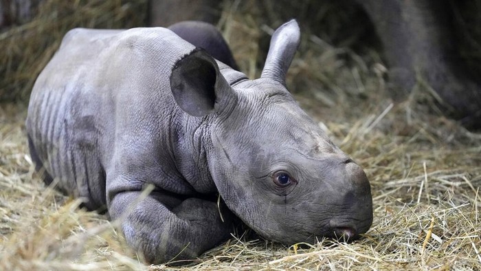 Badak Langka Lahir di Kebun Binatang Ceko, Diberi Nama Kiev A newly born critically endangered eastern black rhino stands in its enclosure next to its mother Eva at the zoo in Dvur Kralove, Czech Republic, Wednesday, March 16, 2022. The male rhino calf was born on March 4, 2022 and was named Kyiv. According to the zoo's director Premysl Rabas the name was chosen as a sign of support to the Ukrainian heroes fighting the war. (AP Photo/Petr David Josek)