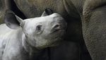 Lucunya Bayi Badak yang Lahir di Ceko, Diberi Nama Kiev