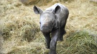 Banyak dari mereka sekarang berada di berbagai kebun binatang di seluruh dunia tetapi sembilan telah dikembalikan ke Rwanda dan Tanzania untuk hidup di alam liar.