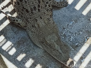 Hiii! Buaya Lepas Berkeliaran di Sawah Ceper Klaten