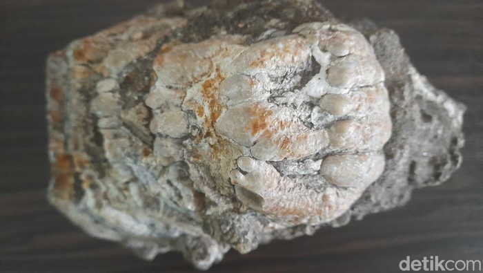 Fosil gigi Stegodon di Sumedang