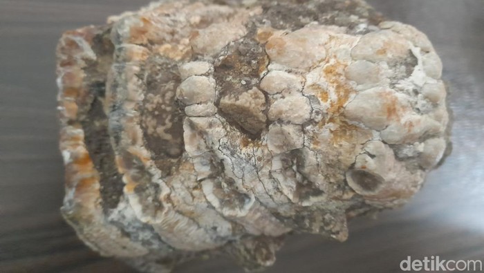 Fosil gigi Stegodon di Sumedang