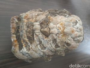 Melihat Fosil Gajah Purba Raksasa Berusia 2 Juta Tahun di Sumedang