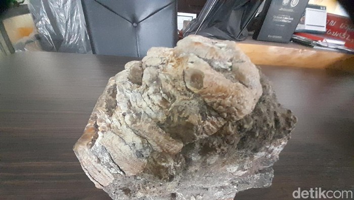 Fosil gigi Stegodon di Sumedang