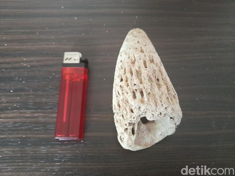 Fosil hewan purba yang ditemukan di Sumedang