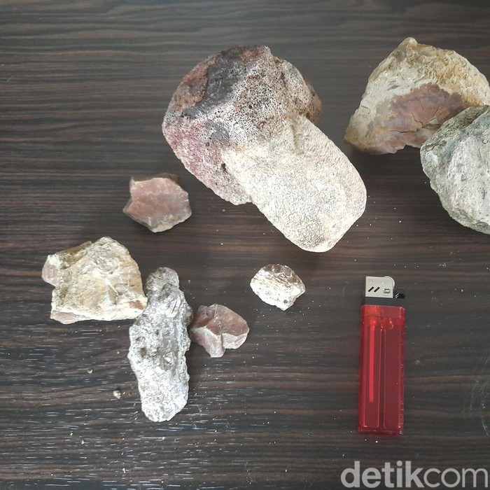 Fosil hewan purba yang ditemukan di Sumedang