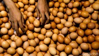 Harga telur juga sudah turun yang berada di kisaran Rp 23.000 per kg.   